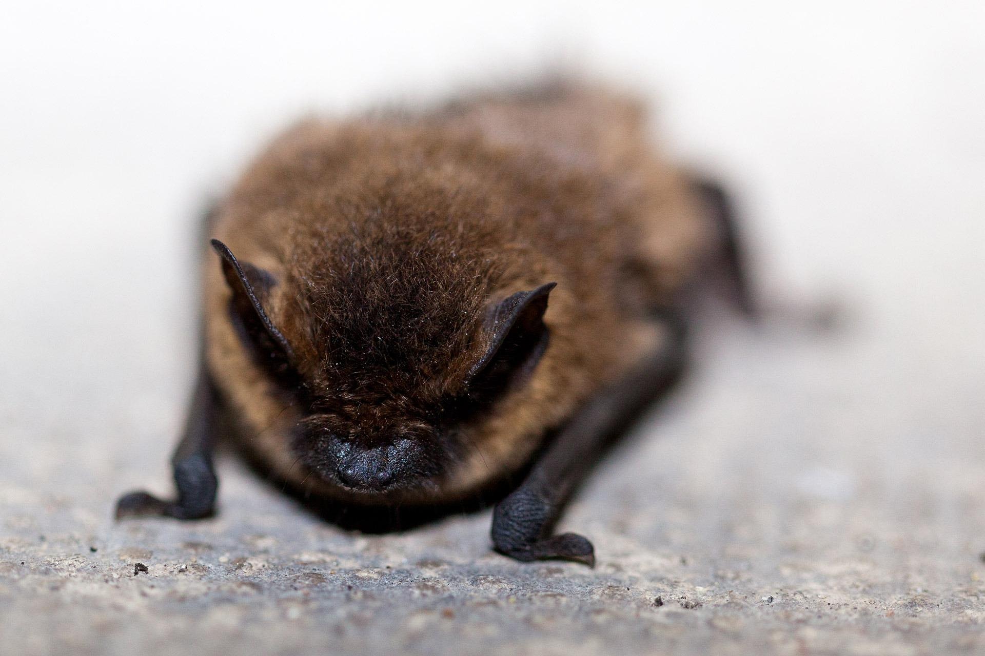 Bat Removal services in Eugene OR