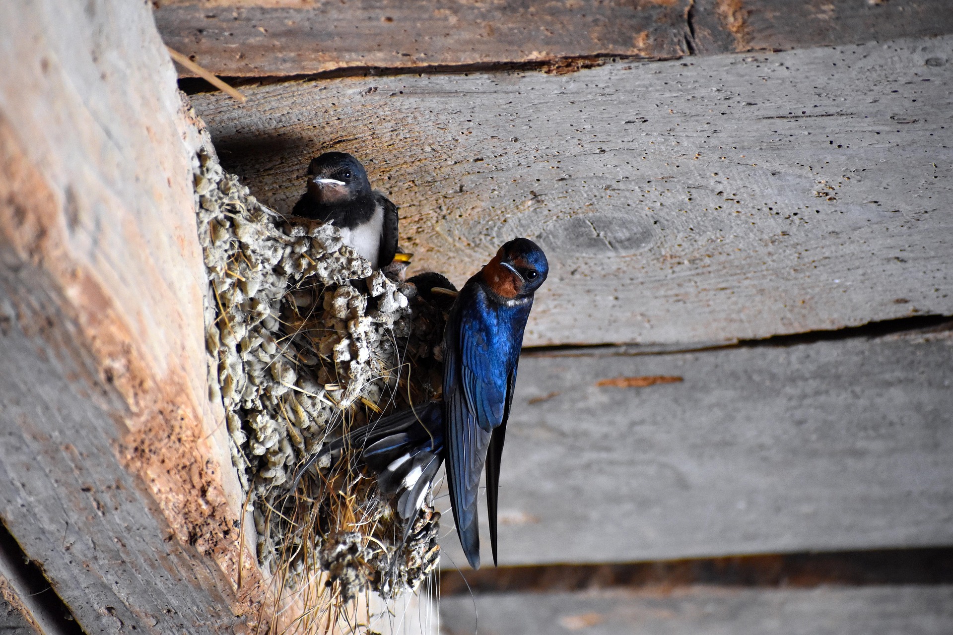 Bird Control services in Eugene OR