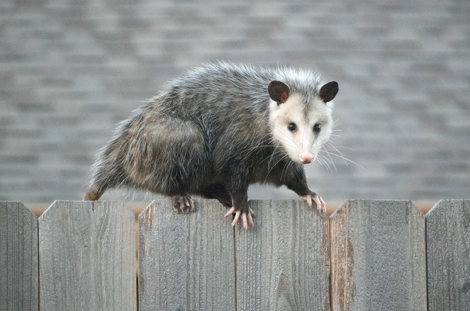 Skunk & Opossum services in Eugene OR