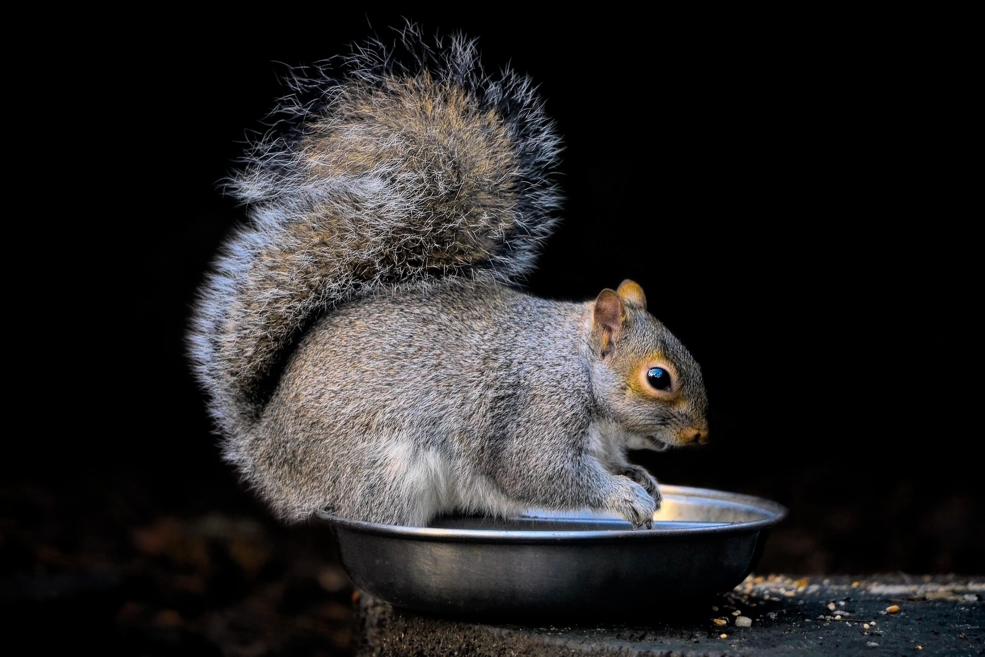 Squirrel Removal services in Eugene OR